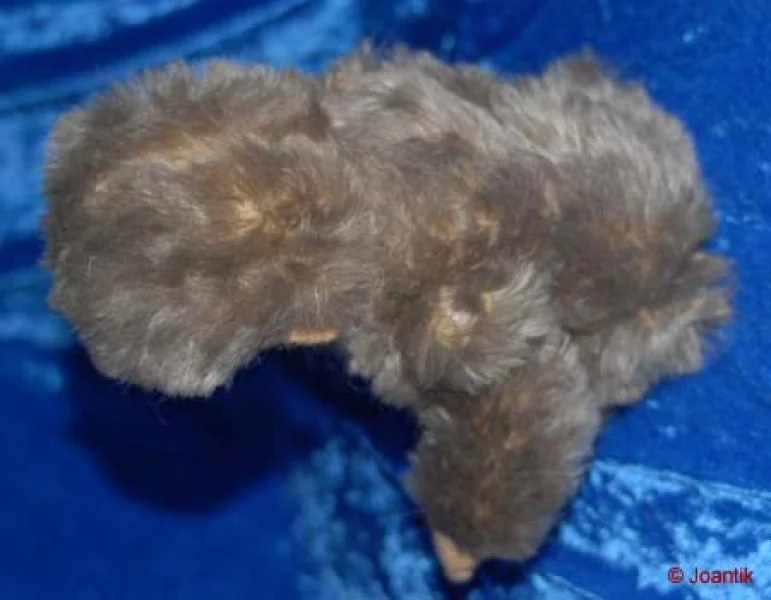 Mohair Affe Schimpanse